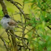 Penice cernohlava - Sylvia atricapilla - Blackcap 5818